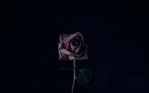 Превью обои роза, цветок, черный фон, бутон