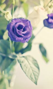 Превью обои роза, цветок, фиолетовый, растение, декоративный, цветение