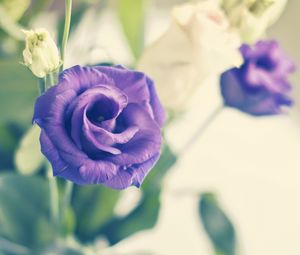 Превью обои роза, цветок, фиолетовый, растение, декоративный, цветение