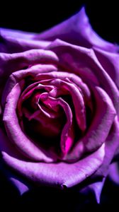 Превью обои роза, цветок, фиолетовый, макро, лепестки