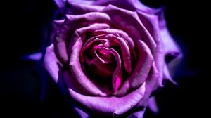 Превью обои роза, цветок, фиолетовый, макро, лепестки