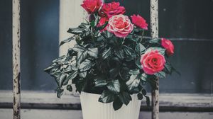 Превью обои роза, цветок, горшок, розовый, декоративный, подоконник