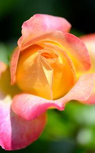 Превью обои роза, цветок, градиент, желтый