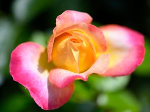 Превью обои роза, цветок, градиент, желтый