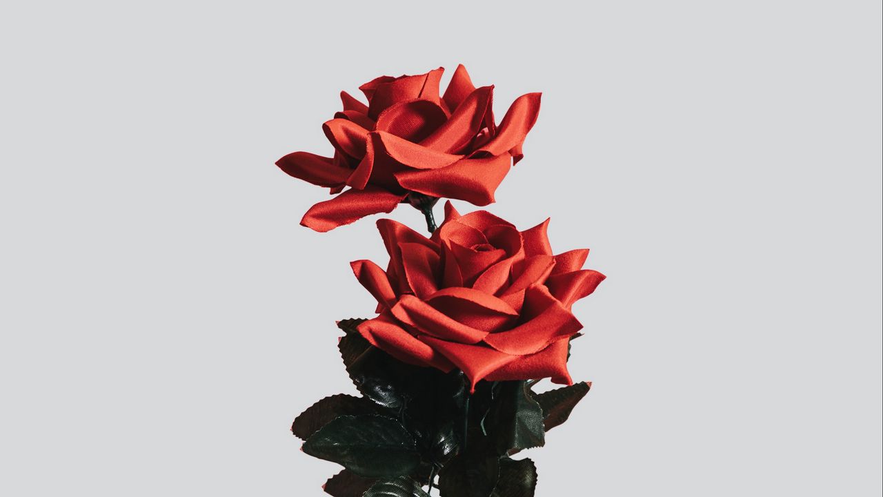 Обои роза, цветок, искусственный, минимализм