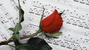 Превью обои роза, цветок, капли, ноты, музыка