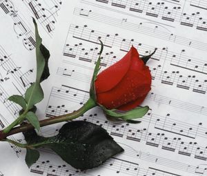 Превью обои роза, цветок, капли, ноты, музыка