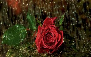 Превью обои роза, цветок, капли, дождь, мокро