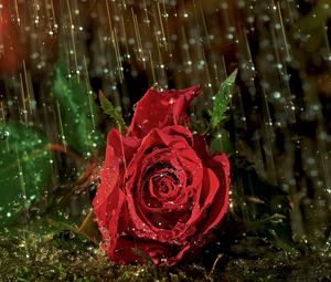 Превью обои роза, цветок, капли, дождь, мокро