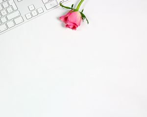 Превью обои роза, цветок, клавиатура, розовый, белый, минимализм