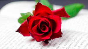 Превью обои роза, цветок, книга, красный