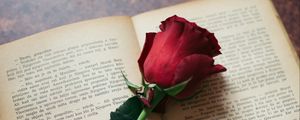 Превью обои роза, цветок, книга, страницы