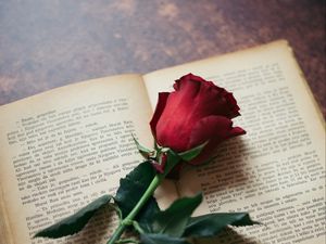 Превью обои роза, цветок, книга, страницы