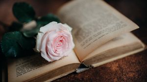 Превью обои роза, цветок, книга, розовый, эстетика