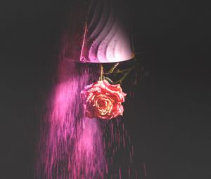 Превью обои роза, цветок, краска, темный