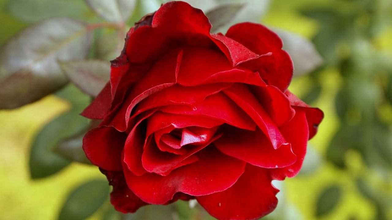 Обои роза, цветок, красная, бутон, крупный план