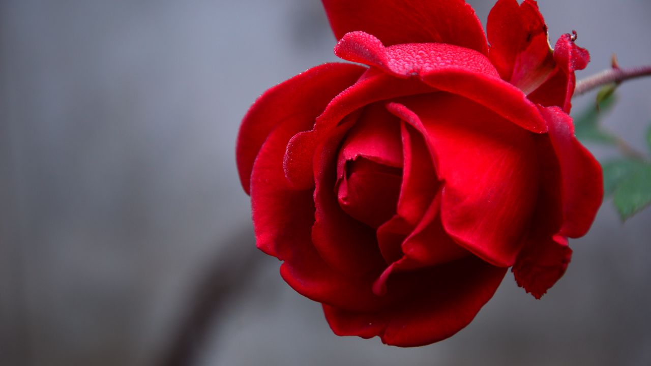 Обои роза, цветок, красный, мокрый, капли, лепестки, крупным планом
