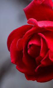 Превью обои роза, цветок, красный, мокрый, капли, лепестки, крупным планом