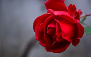 Превью обои роза, цветок, красный, мокрый, капли, лепестки, крупным планом