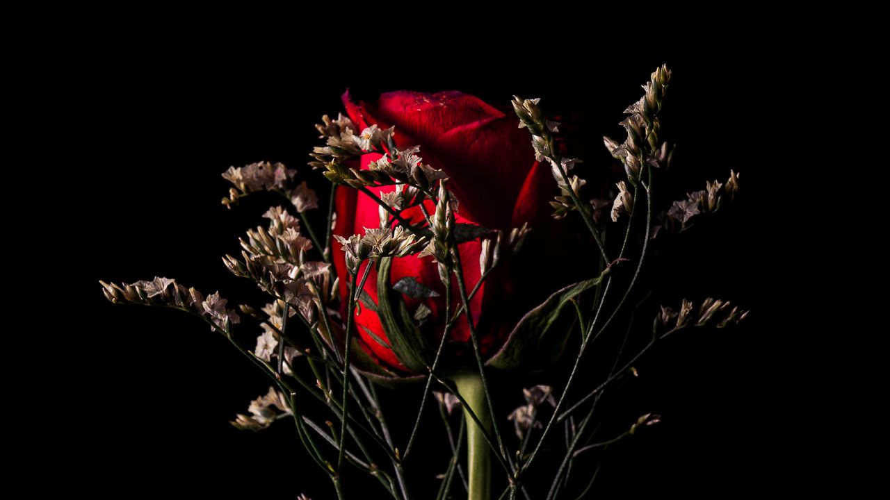 Обои роза, цветок, красный, букет, темный