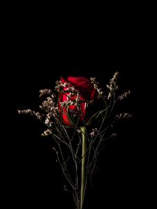 Превью обои роза, цветок, красный, букет, темный