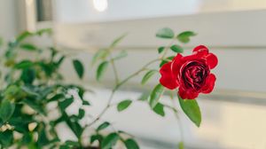 Превью обои роза, цветок, красный, декоративный