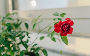 Превью обои роза, цветок, красный, декоративный