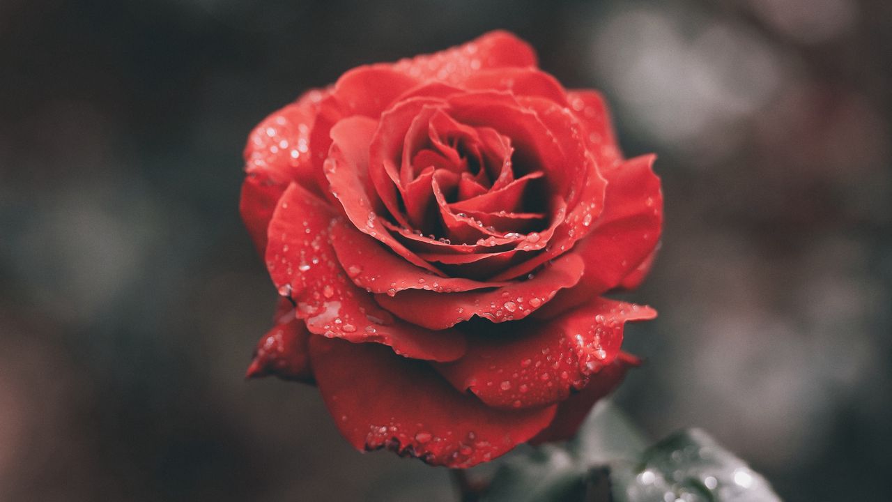 Обои роза, цветок, красный, мокрый, роса