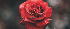 Превью обои роза, цветок, красный, мокрый, роса