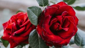Превью обои роза, цветок, красный, крупным планом