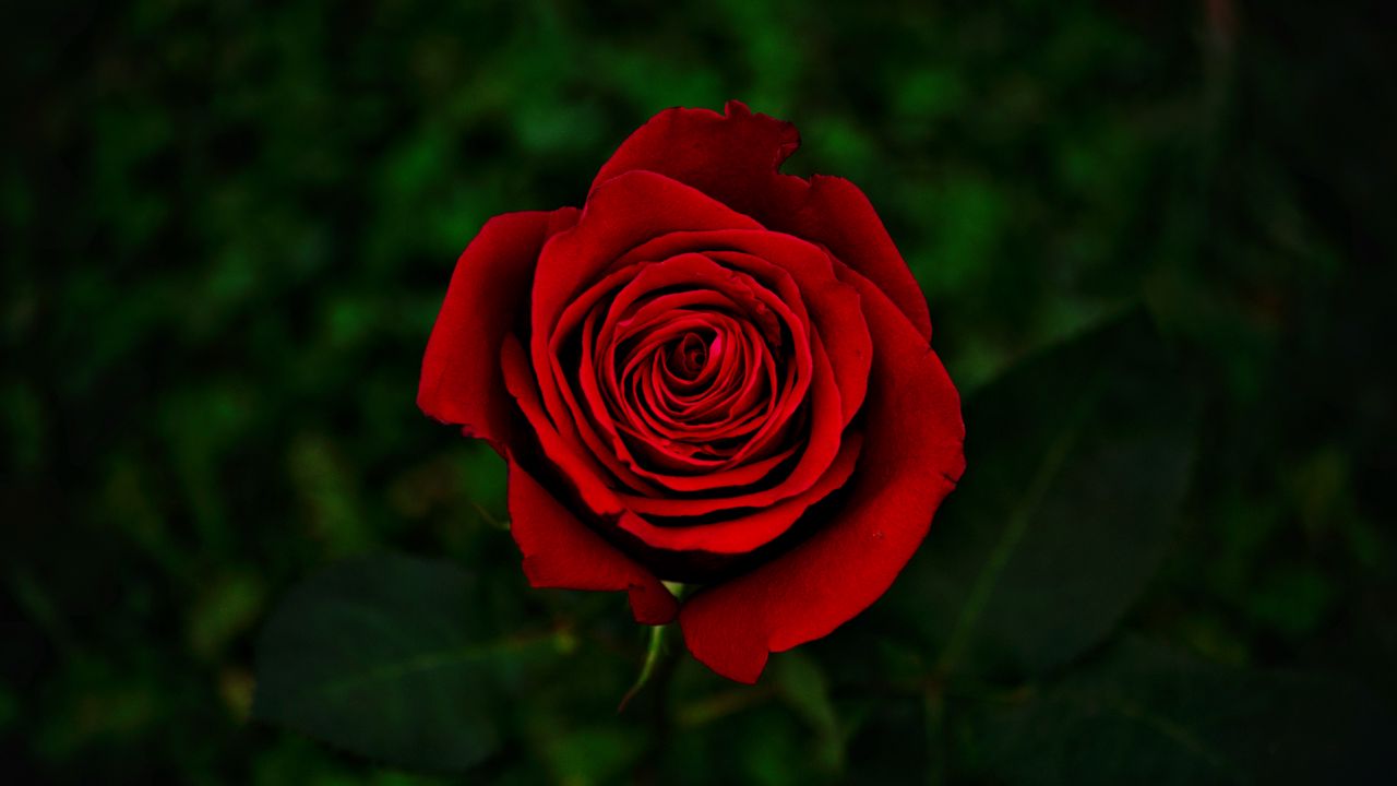 Обои роза, цветок, красный, цветение, крупным планом