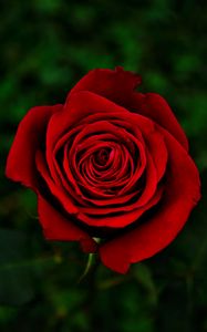Превью обои роза, цветок, красный, цветение, крупным планом