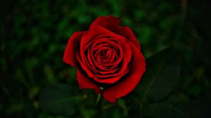 Превью обои роза, цветок, красный, цветение, крупным планом