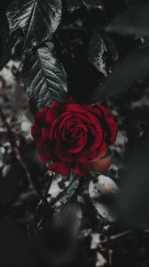 Превью обои роза, цветок, красный, растение, крупным планом