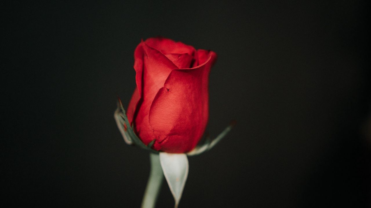 Обои роза, цветок, красный, черный