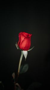 Превью обои роза, цветок, красный, черный