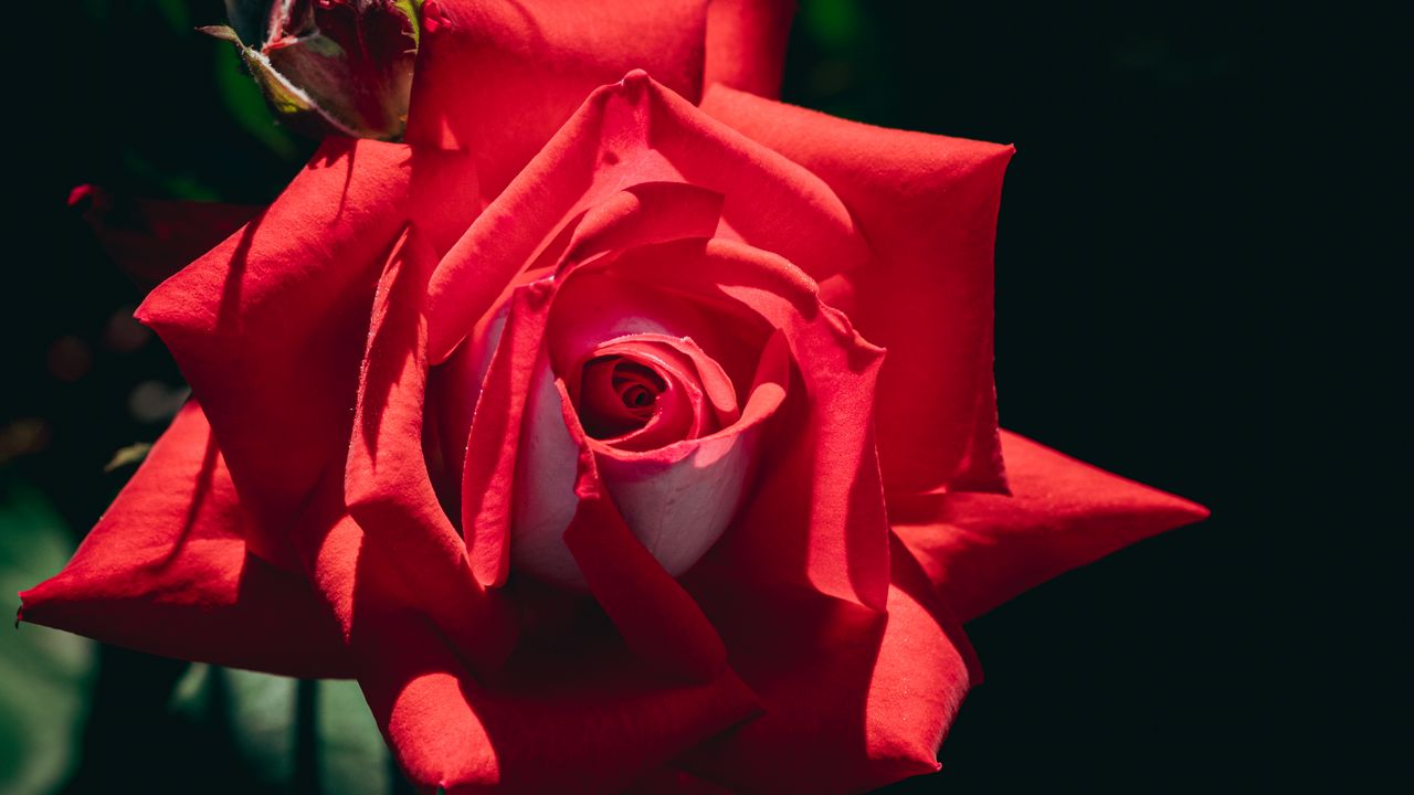 Обои роза, цветок, красный, лепестки, макро, тень