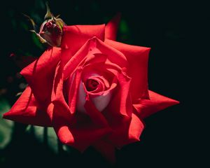 Превью обои роза, цветок, красный, лепестки, макро, тень