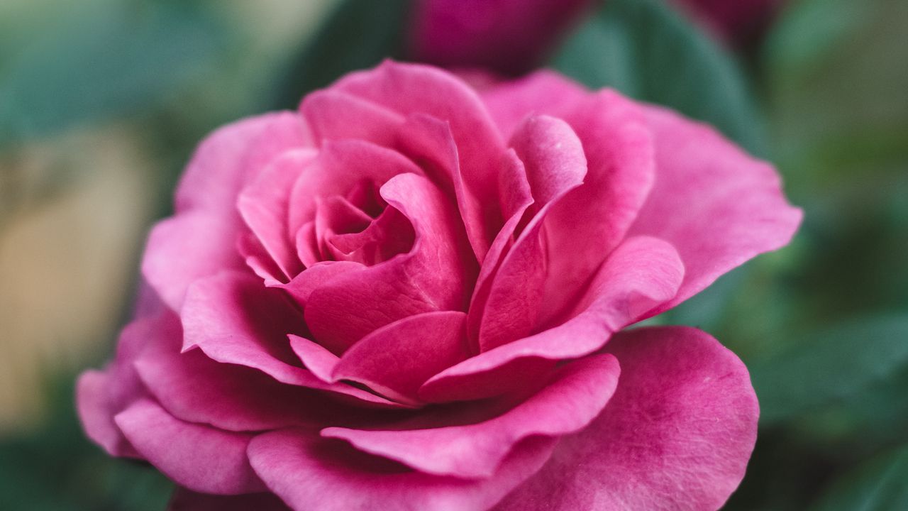 Обои роза, цветок, крупным планом, романтика, розовый, красивый