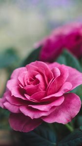 Превью обои роза, цветок, крупным планом, романтика, розовый, красивый