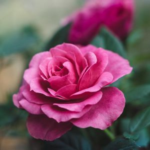 Превью обои роза, цветок, крупным планом, романтика, розовый, красивый