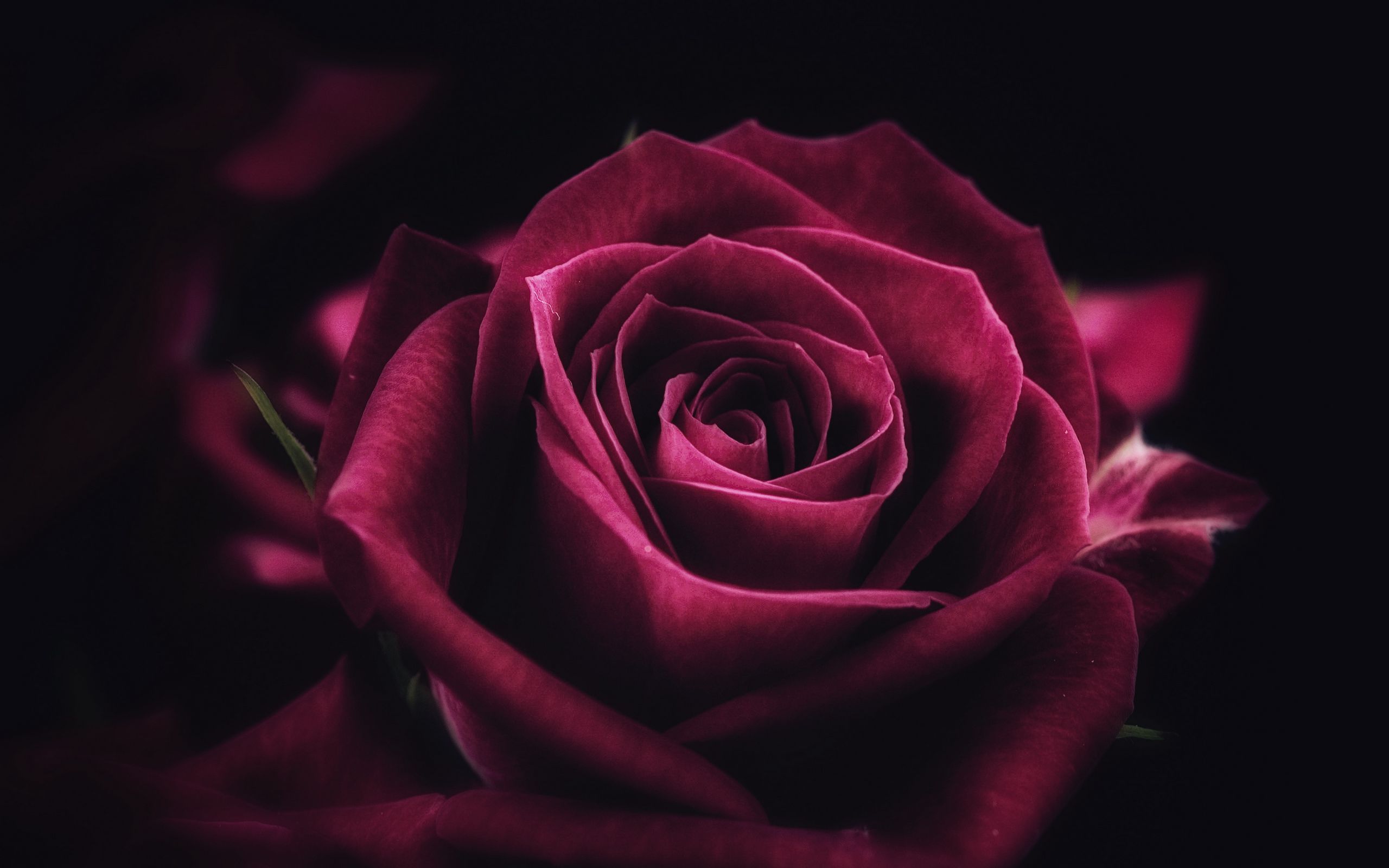 2560x1600 Обои роза, цветок, крупным планом, лепестки