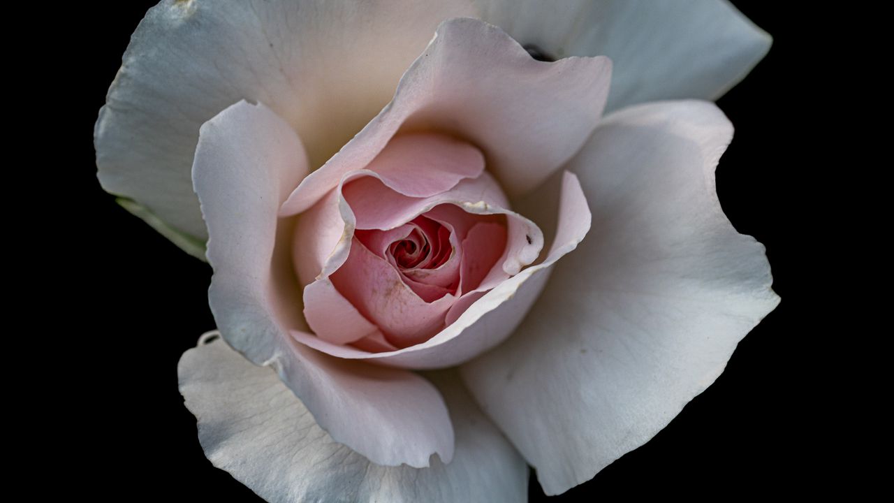 Обои роза, цветок, лепестки, розовый, макро, черный фон