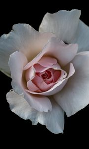 Превью обои роза, цветок, лепестки, розовый, макро, черный фон