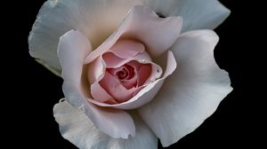 Превью обои роза, цветок, лепестки, розовый, макро, черный фон