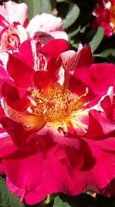 Превью обои роза, цветок, лепестки, пыльца, макро, розовый