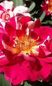 Превью обои роза, цветок, лепестки, пыльца, макро, розовый