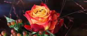 Превью обои роза, цветок, лепестки, градиент, ягоды, макро