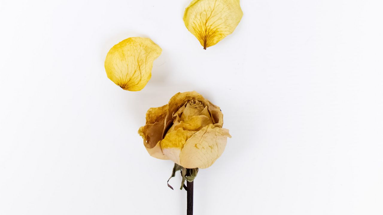 Обои роза, цветок, лепестки, сухой, желтый
