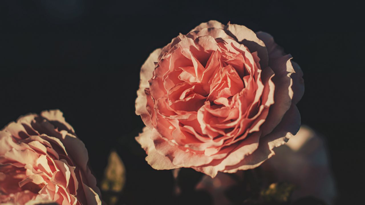 Обои роза, цветок, лепестки, розовый